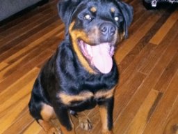 gus 2